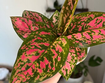 Chinese Evergreen Lady Valentine, 5” nursery pot