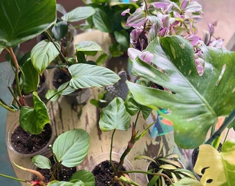 Delightful Surprise: Mystery Plant Cutting Box with Assorted Varieties for Green Thumbs