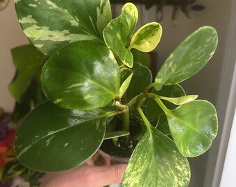 Peperomia 'marble' 5” nursery pot, pet safe plant, reptile safe plant