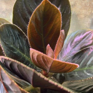 May include: Close-up of a plant with large, dark green leaves and new growth in shades of brown and pink. The leaves have a velvety texture and are edged with tiny hairs. The plant is in a clear plastic pot.