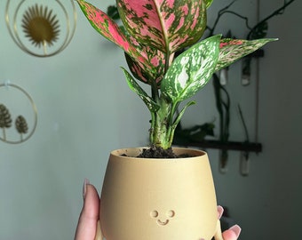 Happy Face Planter, Chinese Evergreen 'lady Valentine', unique pot