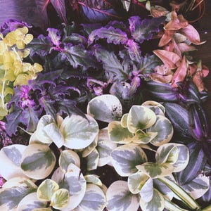 majesty palm plant Buy Majesty Palms Online