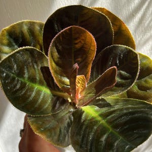 May include: Close-up of a plant with large, round, dark green leaves with reddish-brown edges. The leaves have a textured surface and a prominent vein pattern. The plant is held in a hand, with sunlight casting shadows.