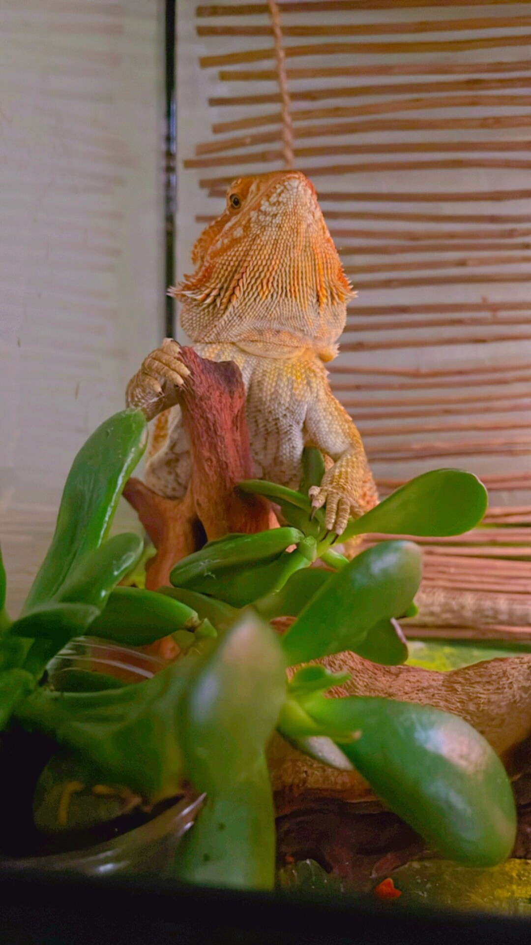 Reptile Safe Plants, Terrarium, Quinns Picks Etsy