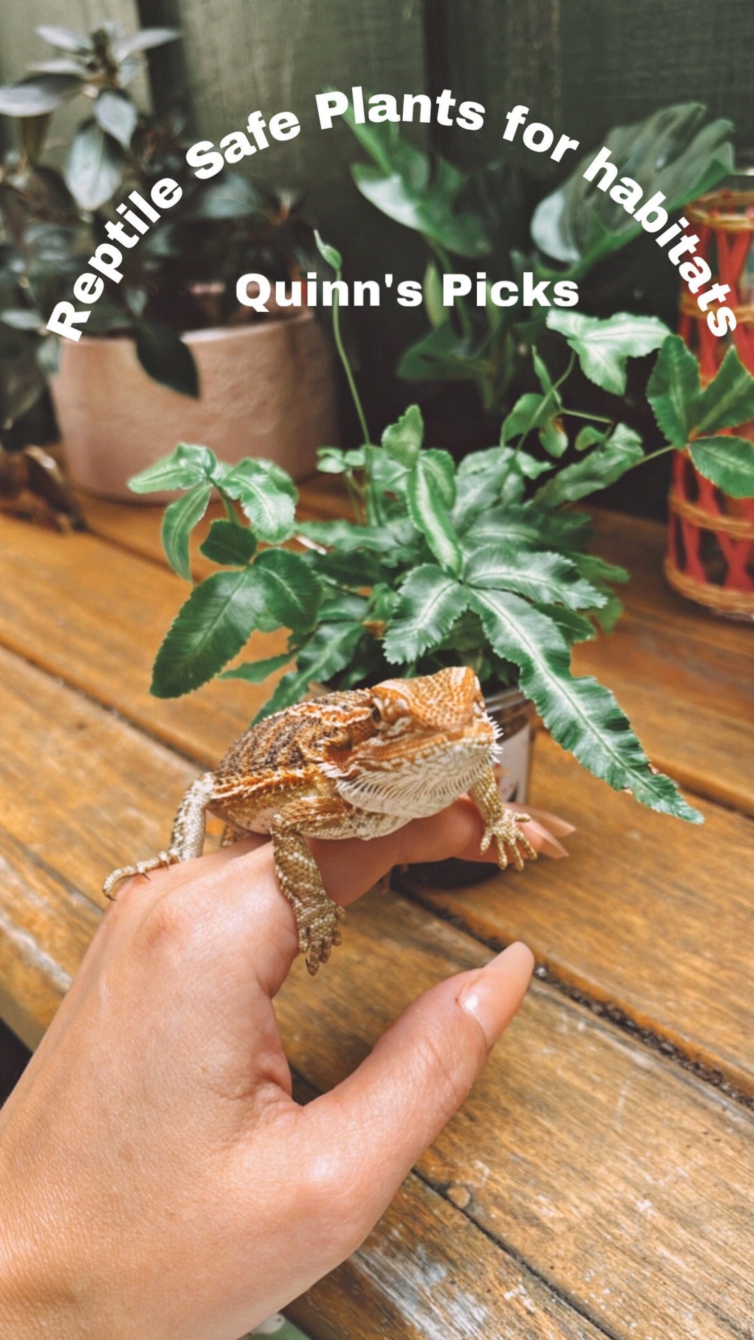 Reptile Safe Plants Terrarium Quinns Picks Etsy