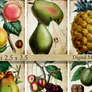 Könnte beinhalten: Eine digitale Collage aus Vintage-Illustrationen von Früchten, darunter eine Birne, eine Ananas, Kirschen und Äpfel. Die Bilder sind im rustikalen Stil mit braunem Hintergrund und Text, der "Fruit 2.5 x 3.5" und "Digital Magpie" lautet.