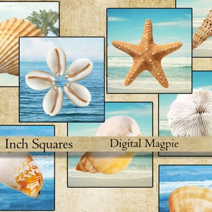 Seashells 1 inch squares digital collage sheet printable inchies instant download square sea images for jewelry crafts scrpbooking