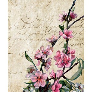 以下が含まれることがあります： 古い手書きのテキストの背景に、ピンクの花と緑の葉の枝を描いたヴィンテージイラスト
