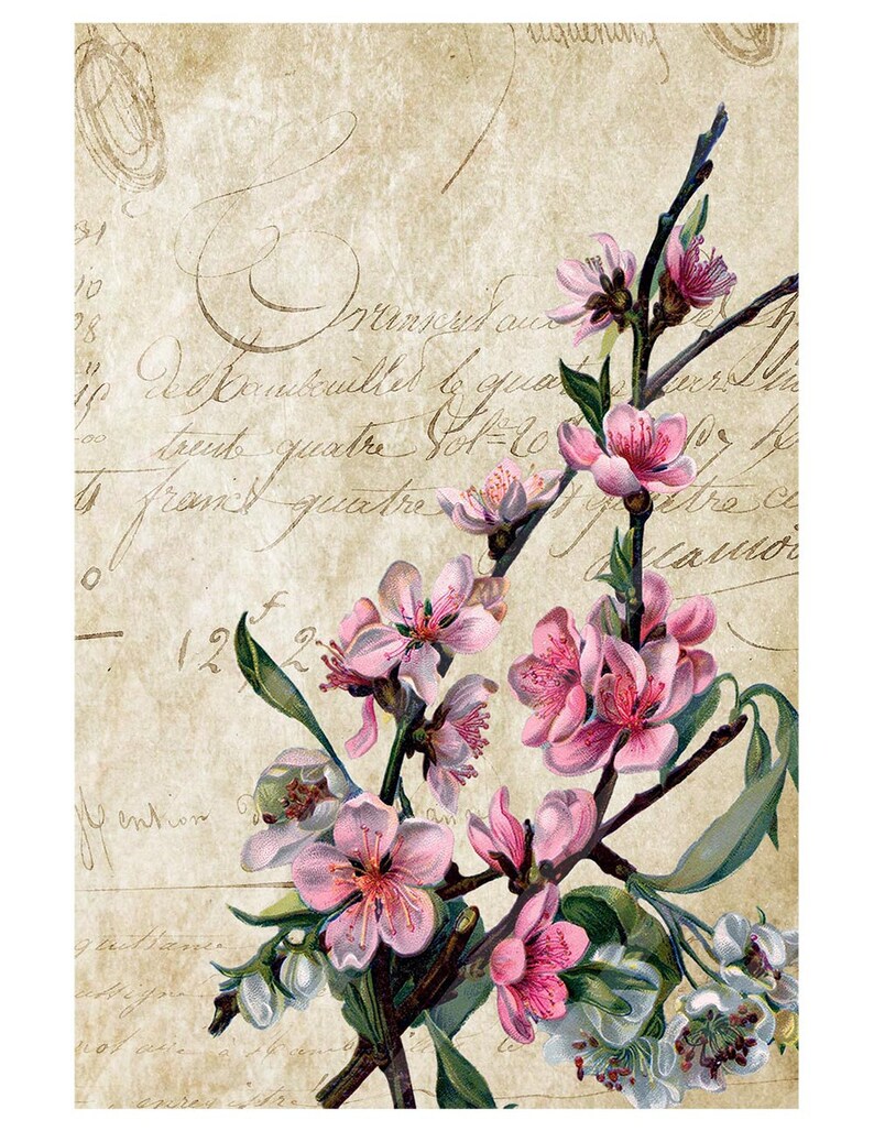 以下が含まれることがあります： 古い手書きのテキストの背景に、ピンクの花と緑の葉の枝を描いたヴィンテージイラスト