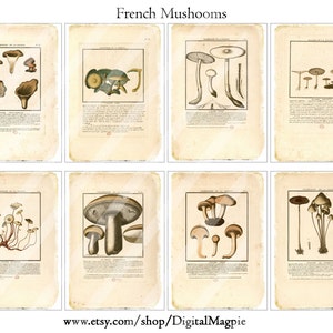 May include: Eight vintage botanical prints featuring detailed illustrations of various mushrooms. Each print is framed with a black border and includes scientific text. The prints are on aged, cream-colored paper, with the title "French Mushrooms" at the top.