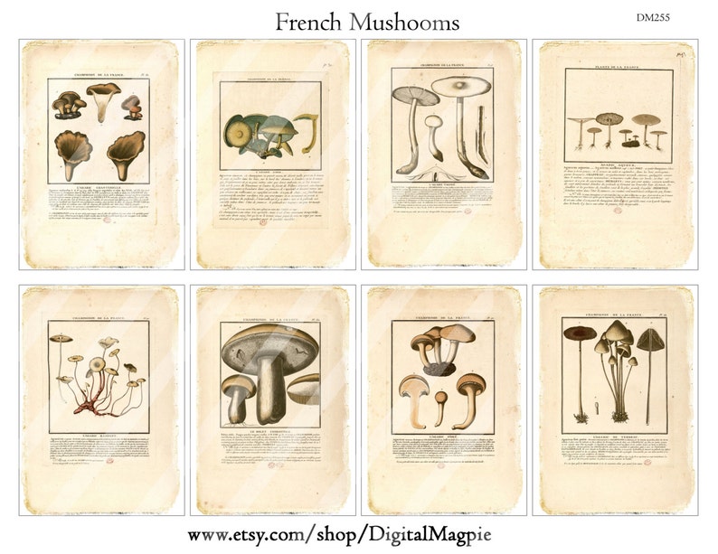 May include: Eight vintage botanical prints featuring detailed illustrations of various mushrooms. Each print is framed with a black border and includes scientific text. The prints are on aged, cream-colored paper, with the title "French Mushrooms" at the top.