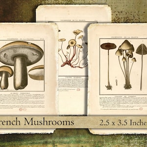 May include: Vintage botanical prints of French mushrooms. The illustrations are in sepia tones with detailed drawings of various mushroom species. The prints are on aged paper, measuring 2.5 x 3.5 inches.