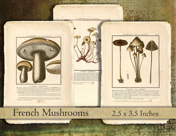 digital download collage sheet shabby French mushrooms champignon clipart printable tags ATC gift tags instant download ACEO