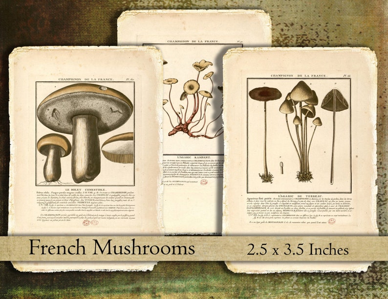 May include: Vintage botanical prints of French mushrooms. The illustrations are in sepia tones with detailed drawings of various mushroom species. The prints are on aged paper, measuring 2.5 x 3.5 inches.