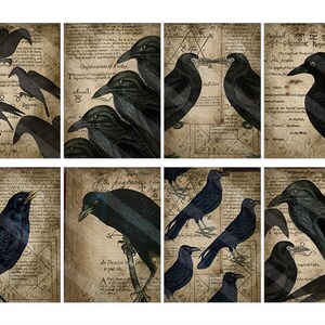 May include: Nine digital collage sheets featuring black ravens and crows on a vintage parchment background with text. The text includes the words "Confederations of Friday" and "The feathery Regalia".