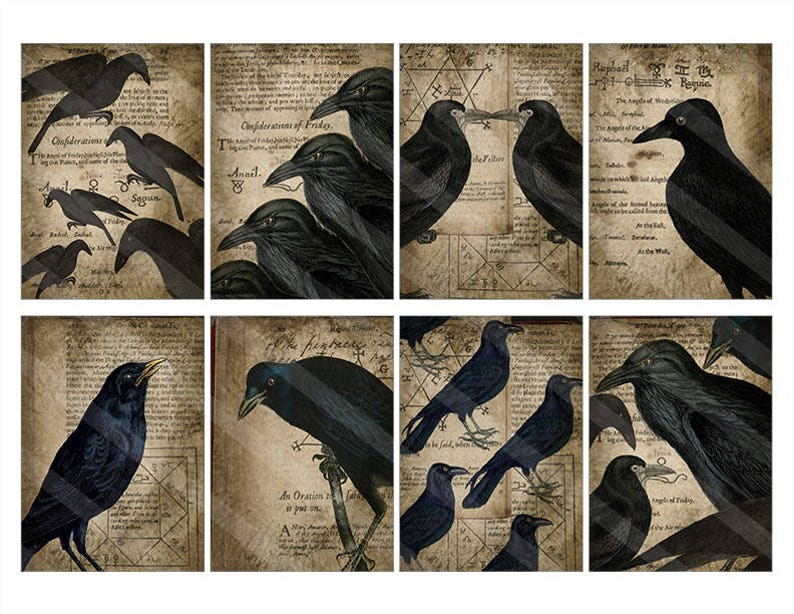 May include: Nine digital collage sheets featuring black ravens and crows on a vintage parchment background with text. The text includes the words "Confederations of Friday" and "The feathery Regalia".