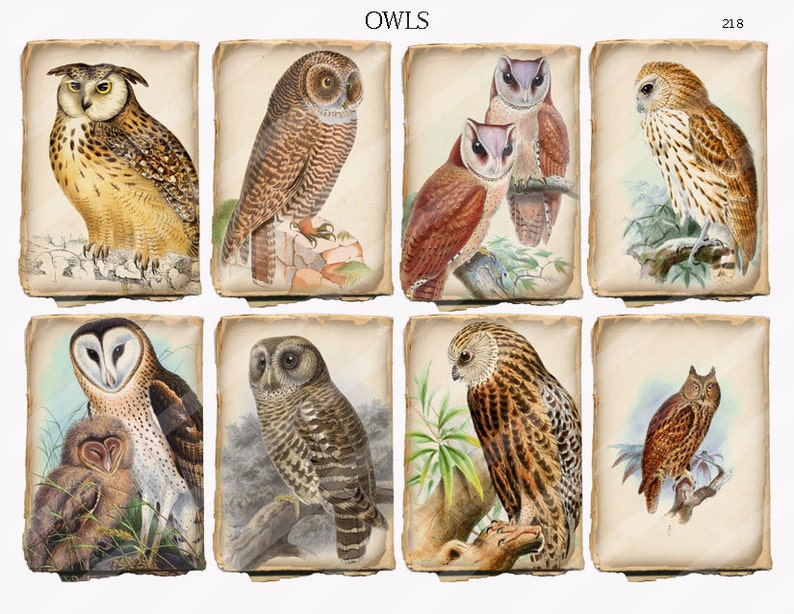 Owls digital collage sheet 2.5 x 3.5 inch atc aceo size shabby tattered paper vintage images of birds of prey