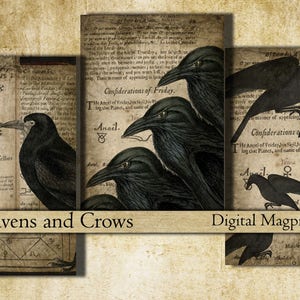 May include: Three vintage book pages with black and white illustrations of ravens and crows. The pages feature text about the angel of Friday, Anael, and the planet Venus. The text includes the phrase "Confiderations of Friday".
