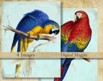 Parrots digital scrapbook paper printable shabby vintage illustration tropical birds instant download 8.5 x 11