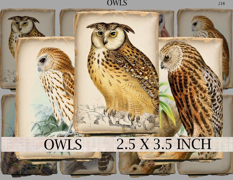 Owls digital collage sheet 2.5 x 3.5 inch atc aceo size shabby tattered paper vintage images of birds of prey