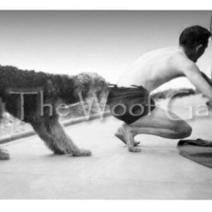 Vitnage Dog Photo Note Card - Airedale c. 1930