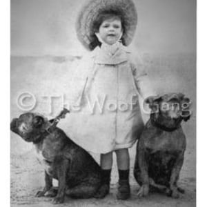 Bulldoggen - England, c. 1910-Vintage-Foto - Hinweis Karte