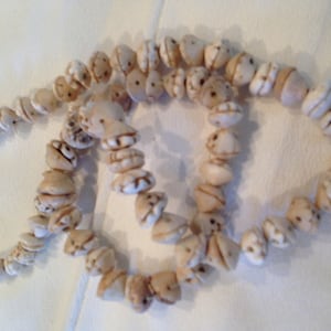 Vintage Conus schelpen uit Mauritanië Mali NW Afrika 100 Plus jaar oude