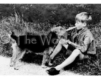 Welsh Terrier Pal, c. 1920 Vintage Photo - Note Card