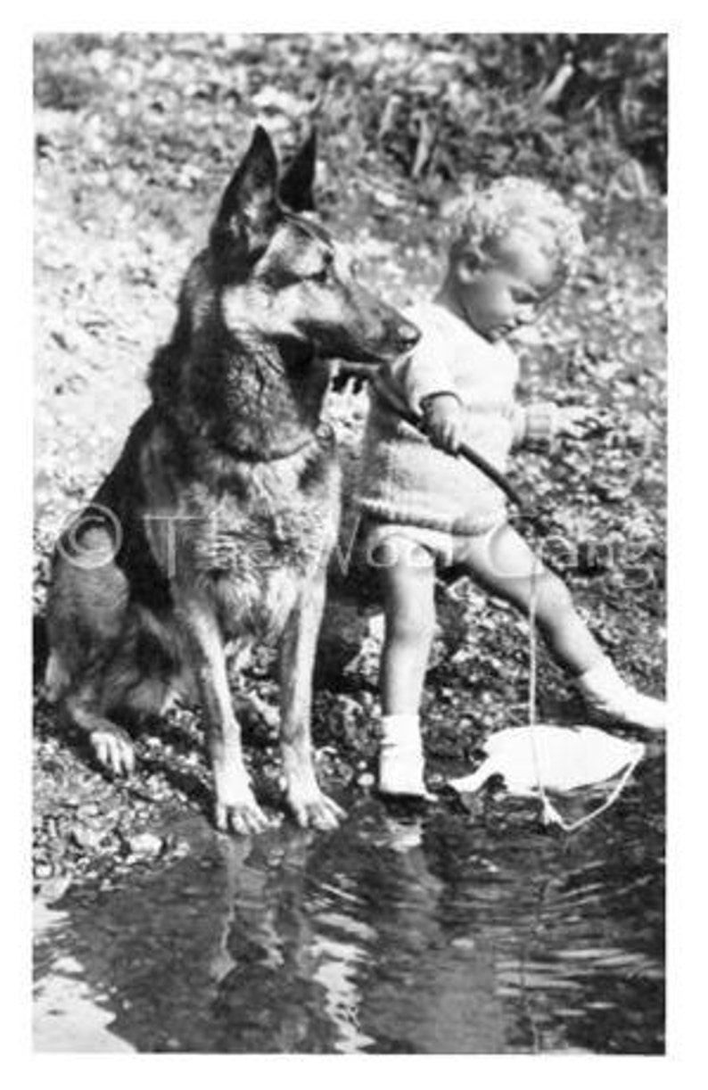 German Shepherd Someone to Watch Over Me U.S.A., 1910 Vintage Photo Note Card image 1