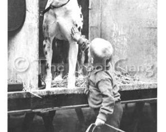 Vintage Dog Card with Great Dane--Zazo, Crystal Palace Dog Show, London, c. 1910