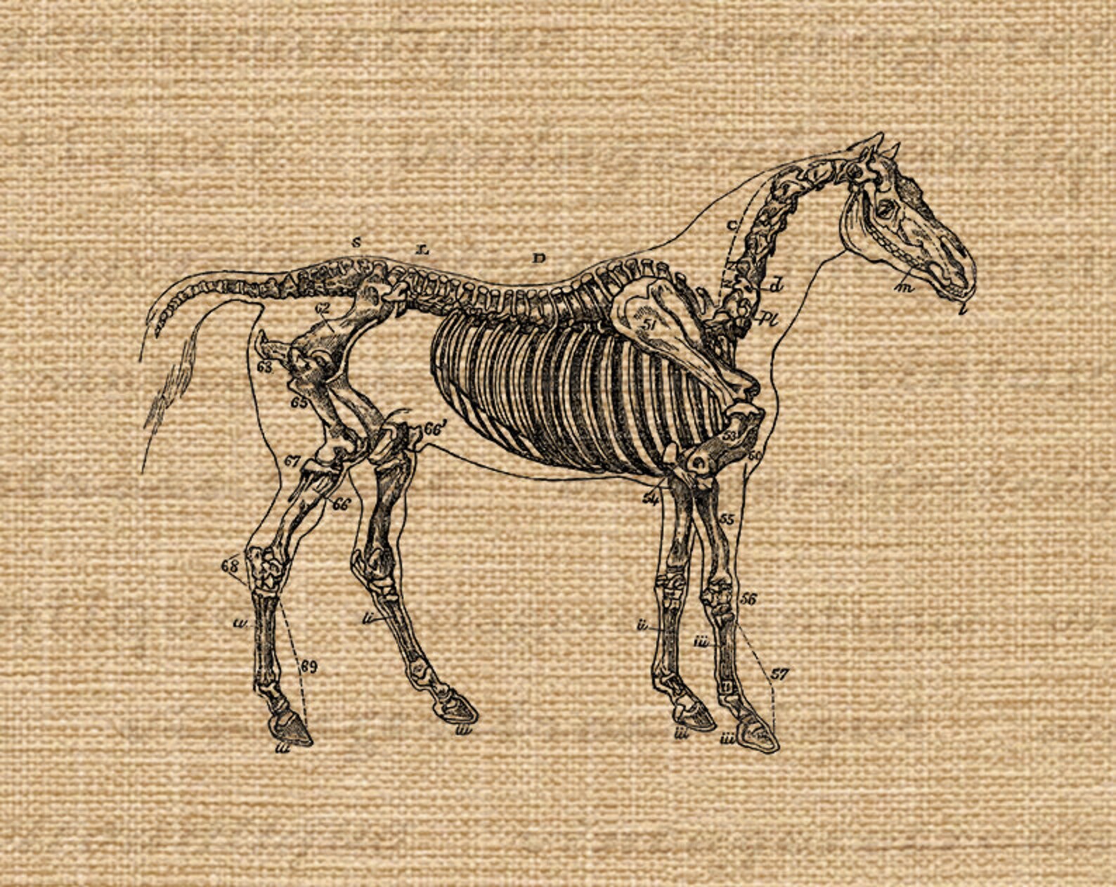 Printable Image Horse Skeleton Diagram Download Graphic - Etsy