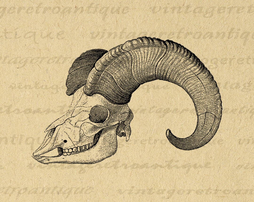 Sheep Skull With Horns Printable Graphic Download Ram Western Etsy