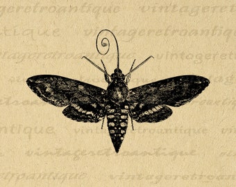 Antique Moth Printable Image Graphic Insect Illustration Digital Download Old Vintage Moth Clip Art for Transfers etc 300dpi No.3432