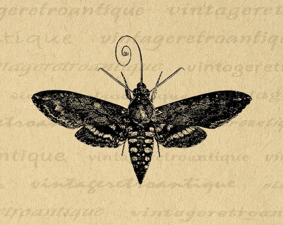 Antique Moth Printable Image Graphic Insect Illustration | Etsy