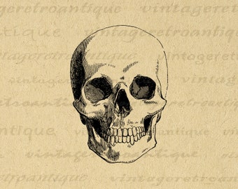 Digital Skull Image Download Graphic Skull Printable Illustration Antique Skull Clip Art for Transfers Prints etc 300dpi No.2347