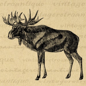 Printable Elk Digital Image Graphic Old Fashioned Illustration Antique Deer Clip Art for Transfers Making Prints etc 300dpi No.2184 image 1