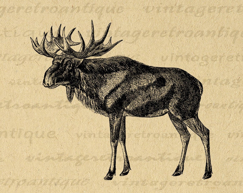 Printable Elk Digital Image Graphic Old Fashioned Illustration Antique Deer Clip Art for Transfers Making Prints etc 300dpi No.2184 image 1