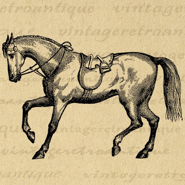 Horse with Saddle Printable Image Graphic Download Digital Farm Animal Artwork Vintage Clip Art for Transfers etc 300dpi No.2352