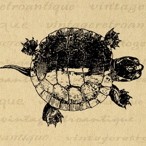 Printable Tortoise Turtle Graphic Download Illustration Digital Image Vintage Clip Art for Iron on Transfers etc 300dpi No.3097 image 1