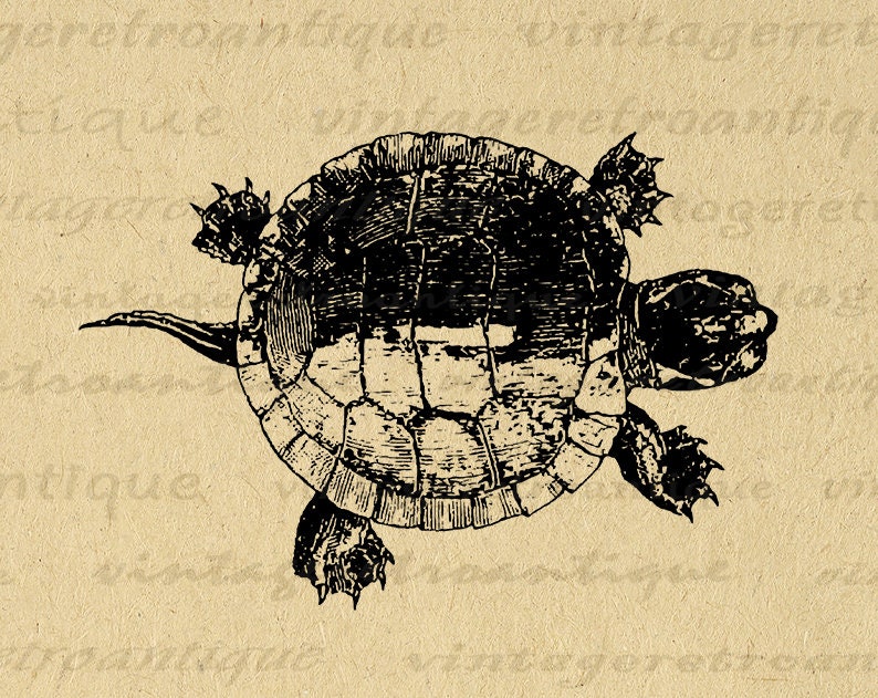 Printable Tortoise Turtle Graphic Download Illustration Digital Image Vintage Clip Art for Iron on Transfers etc 300dpi No.3097 image 1