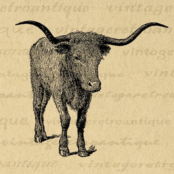 Printable Art Texas Longhorn Bull | Instant Download | Iron on Transfer Png Printable Wall Art Illustration Print Digital Download No.3158