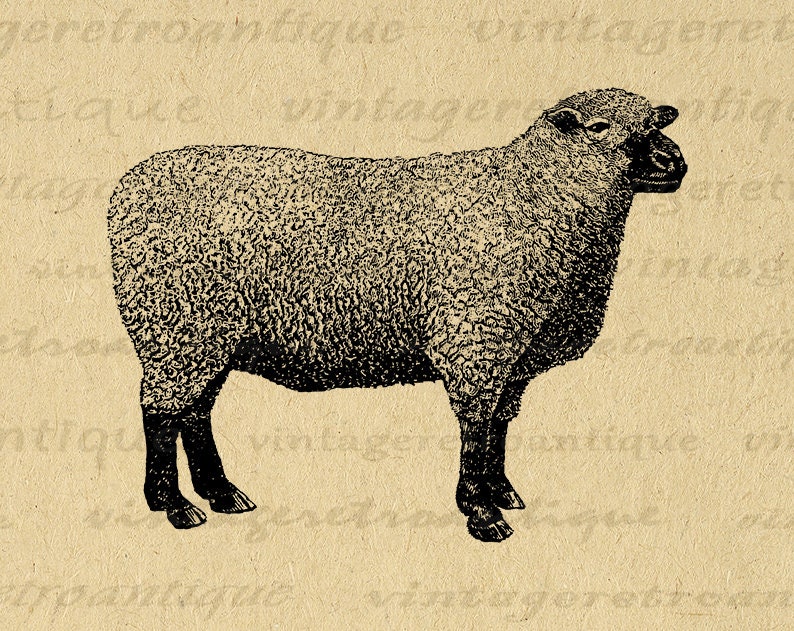 Sheep Digital Image Farm Animal Art Graphic Instant Download Printable Antique Sheep Clip Art for Iron on Transfers etc 300dpi No.718 image 1