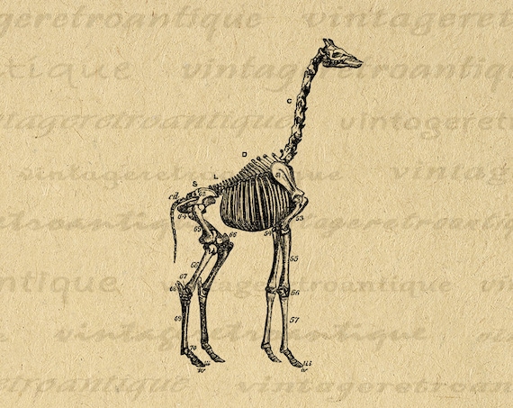 キリンの骨格画像 印刷可能なグラフィック デジタル動物解剖学アート