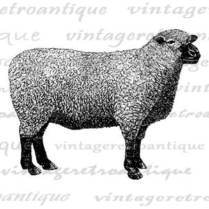 Sheep Digital Image Farm Animal Art Graphic Instant Download Printable Antique Sheep Clip Art for Iron on Transfers etc 300dpi No.718 image 2