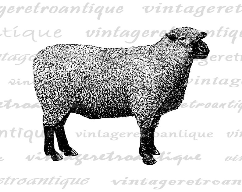 Sheep Digital Image Farm Animal Art Graphic Instant Download Printable Antique Sheep Clip Art for Iron on Transfers etc 300dpi No.718 image 2