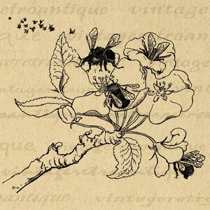 Printable Bees and Flower Graphic Image Bee Illustration Download Digital Vintage Clip Art for Transfers Printing etc 300dpi No.3909