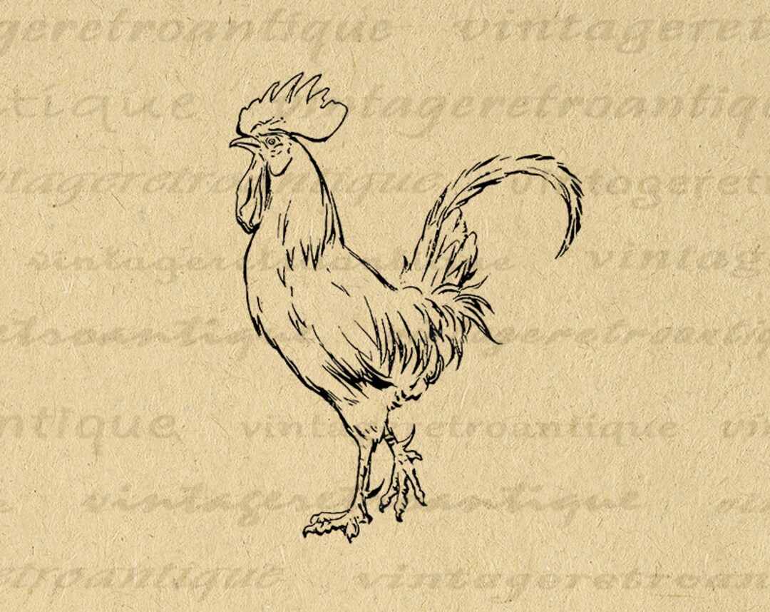 Printable Rooster Graphic Image Farm Animal Chicken Illustration Instant Download Digital Art ...