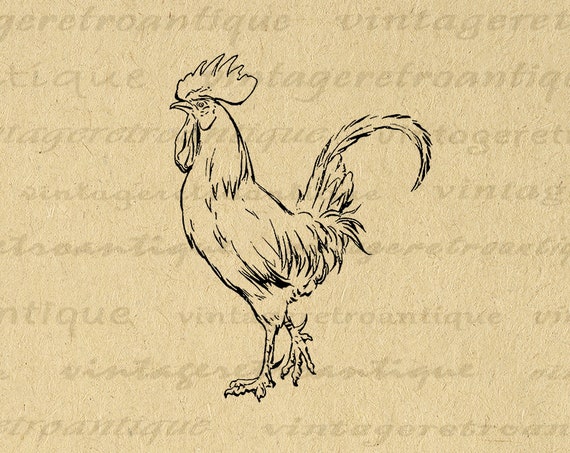 Printable Rooster Graphic Image Farm Animal Chicken - Etsy