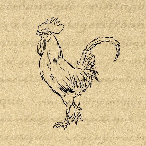 Printable Rooster Graphic Image Farm Animal Chicken Illustration Instant Download Digital Art for Iron on Transfers etc 300dpi No.3850