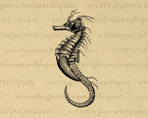 Seahorse Graphic Digital Printable Sea Horse Image Instant | Etsy
